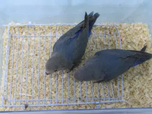 اثنين روز فايل فيس35