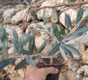 غرس زيتون بلدي