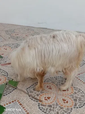 جدي عماني للبيع