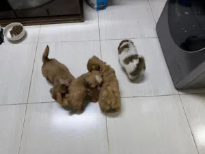 4 Male and 2 Female Puppies Available.