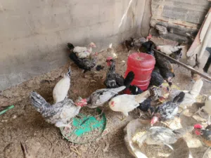 دجاج عرب و دندراوي وكويتي عمر 3 اشهر