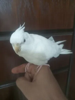 ببغاء كوكتيل مع القفث