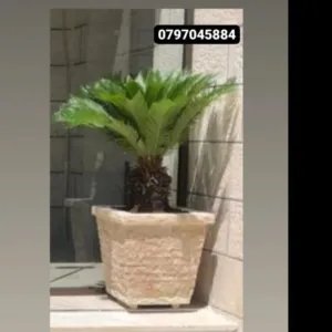 قواوير زريعة حجر طبيعي.للبيع
