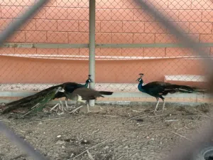 Peacocks for sale