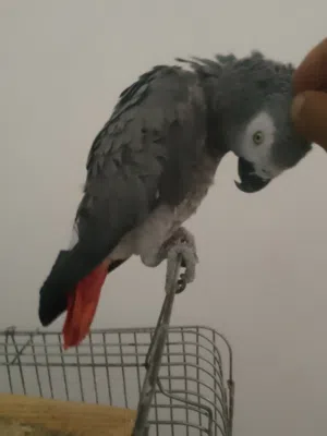 السلام عليكم ببغاء زنجباري