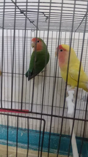 جوز روز مع 3 فراخ على وجه فطام للبيع