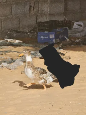 السلام عليكم بطة زينة للبيع العمر حوالي سنة حاجة تبارك الرحمان