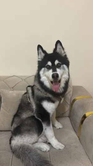 Alaskan Malamute