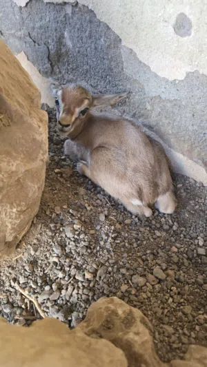 البيع عنز داماني