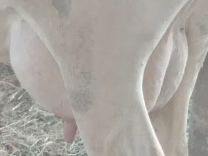 بقره جيرسي مربيه عجله وصف مهم جدا