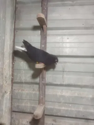 خمس فحول حمام للبيع