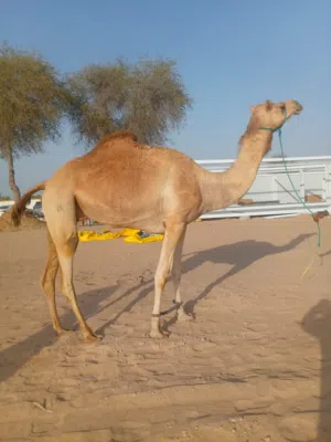 اعلان تحميل جميع انواع الحلال من الامارات لي السعودية و قطر بشكل يومي و يجد لدينة حلال للبيع