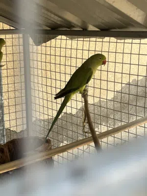 بغبغاء دره للبيع