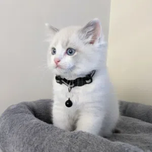 9-Weeks-Old Ragdoll kitten for Sale