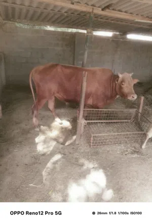 ثور عماني سمين