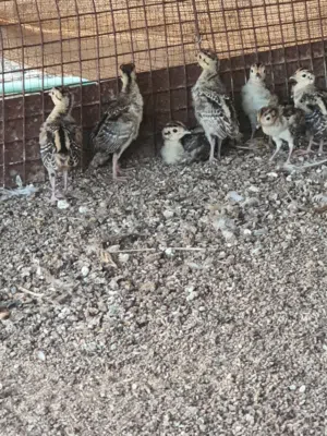 طيور فزن مطوق الرقبه