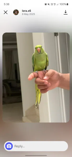 ببغاء دره اليف