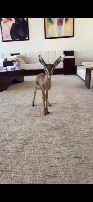 للبيع غزال ذكر العمر 10 ايام