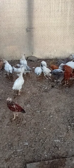 صيصان فرنسي للبيع