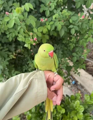 Parrots4