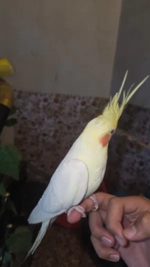 سلام عليكم طيور كوكتيل للبيع اقره الوصف