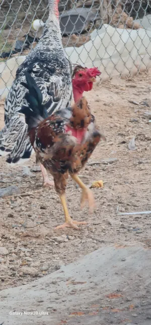 ديوكه عرب فول نقشات