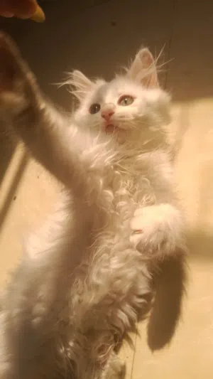 Purebred Persian Kitten (2-3 Months Old)