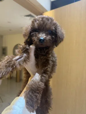 Adorable puppy toy puddle 3 month