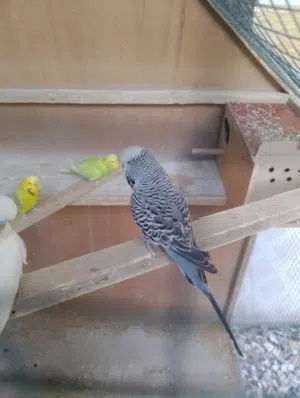 شلعه طيور أسعار مناسبة