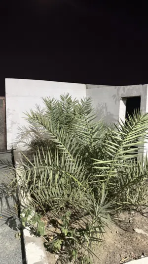 189 m2 3 Bedrooms Townhouse for Sale in Al Dakhiliya Bahla