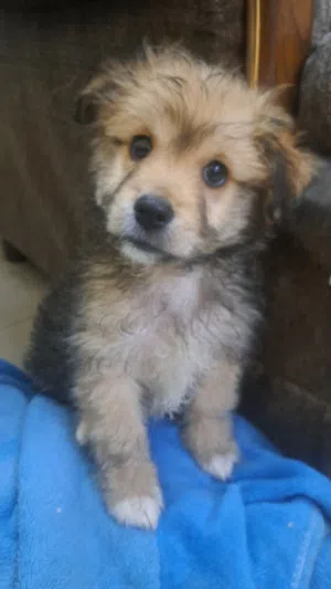 Matyz puppy for sale