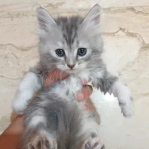 قطط شيرازي