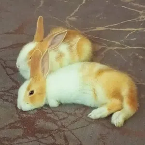 أرانب للبيع عمرهم تلات شهور