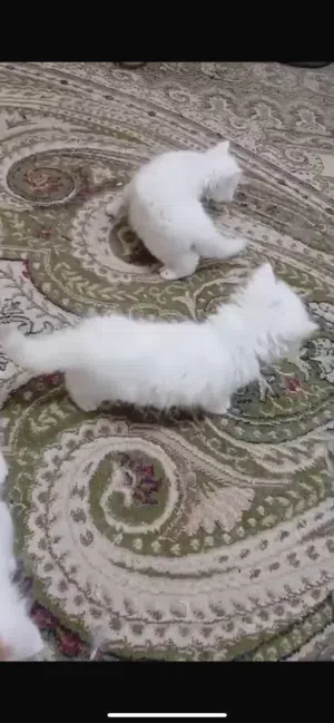 للبيع قطوه حبه 1000