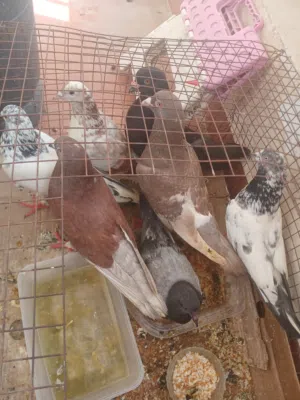 حمام نضيف مشكل الواحد على 2 دينار فقط حياكم كميه محدوده