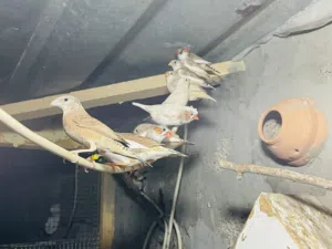 حضيرة عصافير زيبرا لبيع جمله بسعر كزيوني بالحضانات كامله (حتي تحويل عادي)