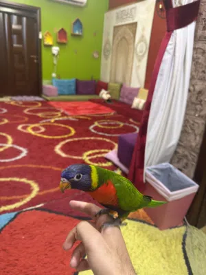طير لوري أليف هدد