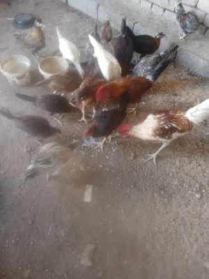 دجاج للبيع اقرا الوصف