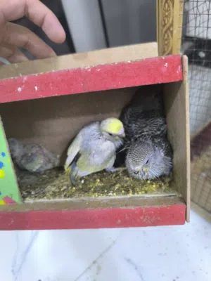 نثية ريمبو مع الافراخ 3