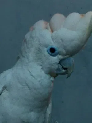 للبيع كوكاتو جوفين  Cockatoo Goffin for sale