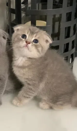Scottish fold shorthair