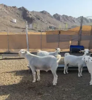 بيع اغنام وجعد العدد 17 راس