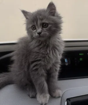 قطه شيرازيه للبيع / Persian cat for sale