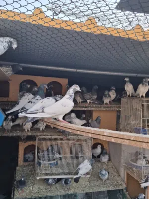 High Flyer Pakistani Pigeon Available For Sale.