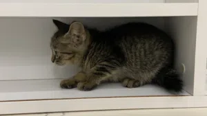 Persion kitten