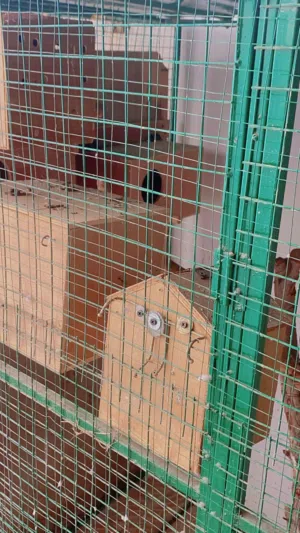 اقفاص وبيوت دره