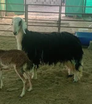 كبش نجدي بيور