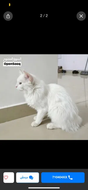 قطه سكوتش فود عمره 7شهور لطيفه
