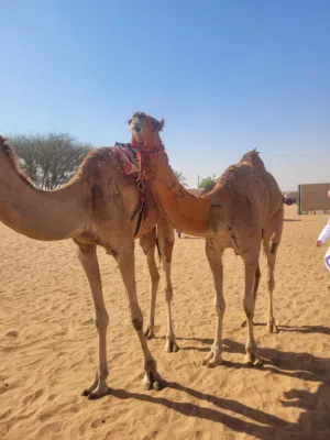 الجارح 