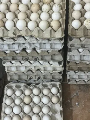 بيض دجاج طازج للبيع